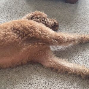 Meet your Posher, Grace